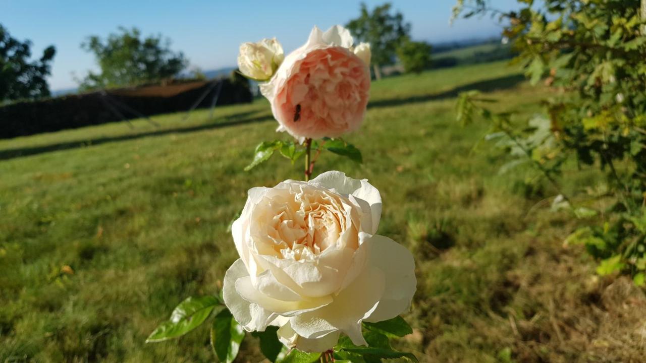 Belle Visnonia Meuble De Caractere Sud Morbihan Béganne Eksteriør bilde